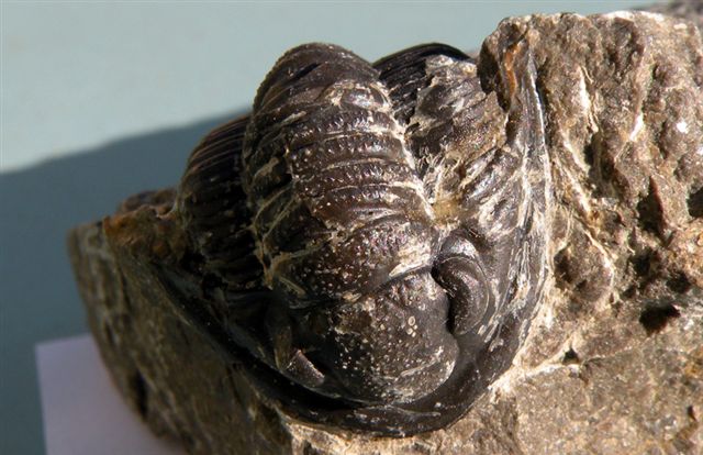 Trilobiti verosimilmente marocchine - seconda serie